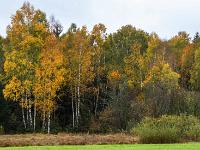 Am Waldrand leuchten herbstliche Birken